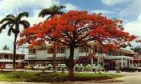 boom suriname nickerie