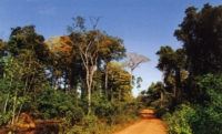 bos suriname