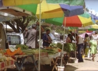 markkraampjes, suriname, paramaribo
